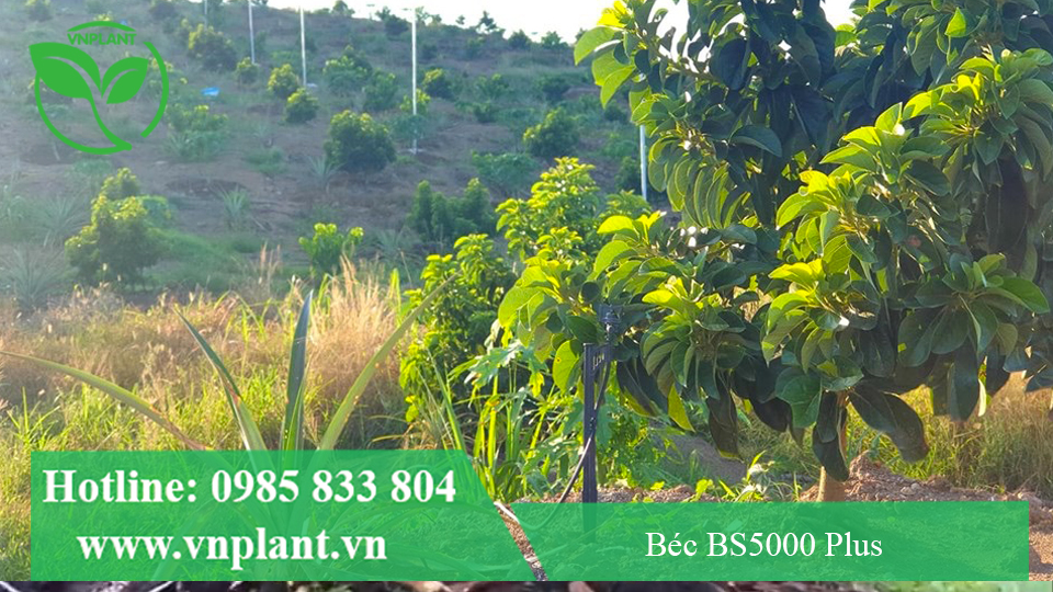 BÉC TƯỚI CÂY BS5000 PLUS TƯỚI CHO CÂY BỞ